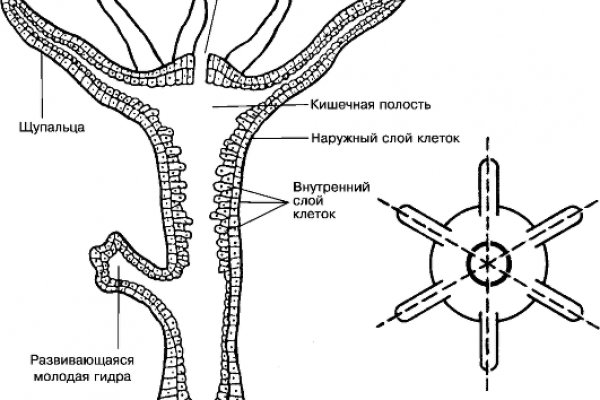 Kraken шоп что это